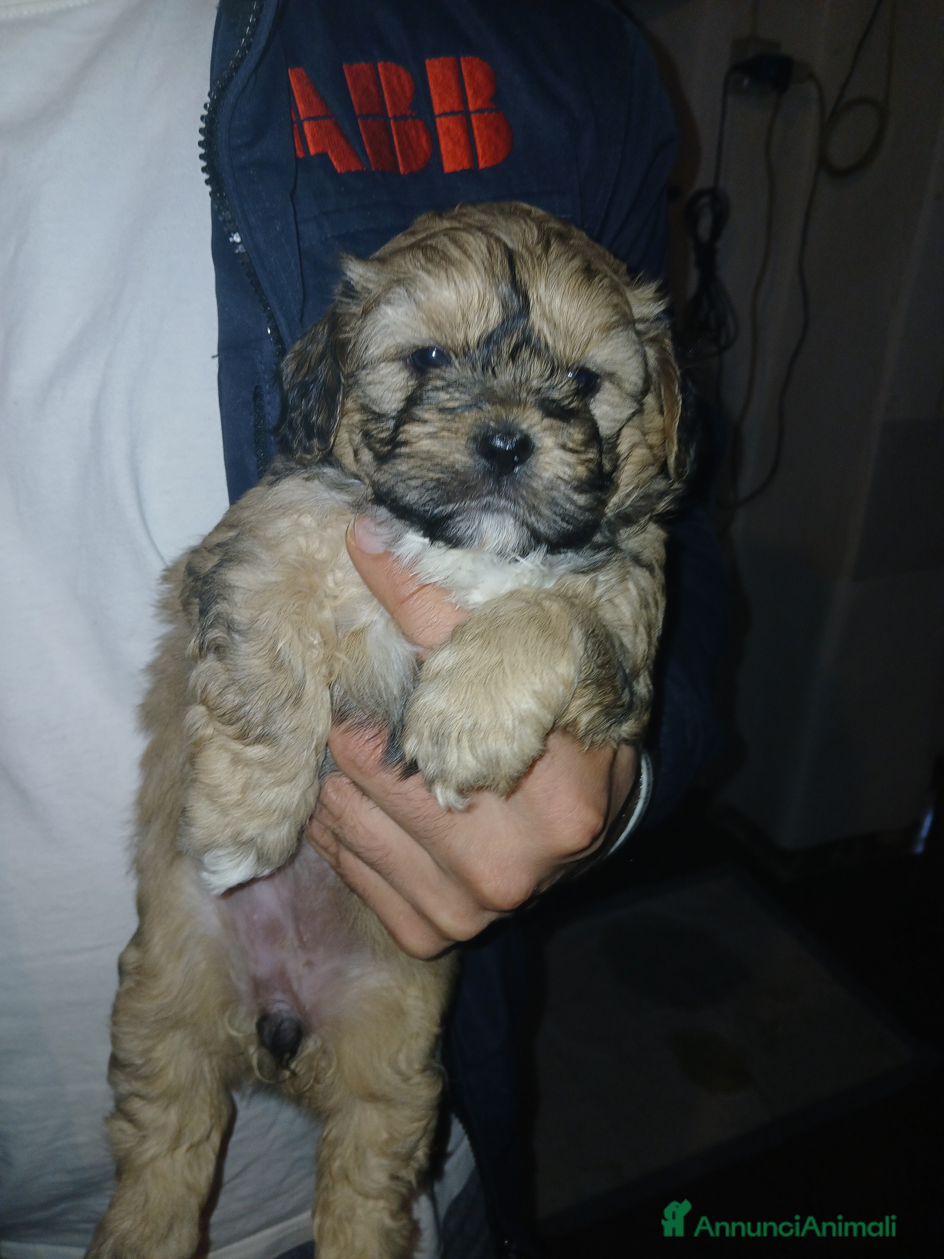 Meticcio cani Cuccioli femmina di shih-Poo  - Annuncio 2