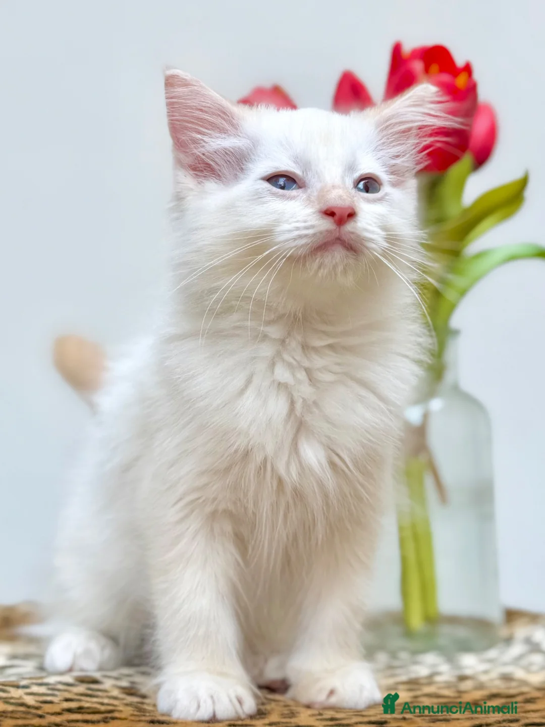 Ragdoll gatti in vendita: cucciolo ragdoll disponibili genitori con pedigree - Annuncio 2