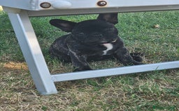 Bulldog Francese cani in vendita: Bulldog francese bringee a Provincia di Ancona - Immagine 5
