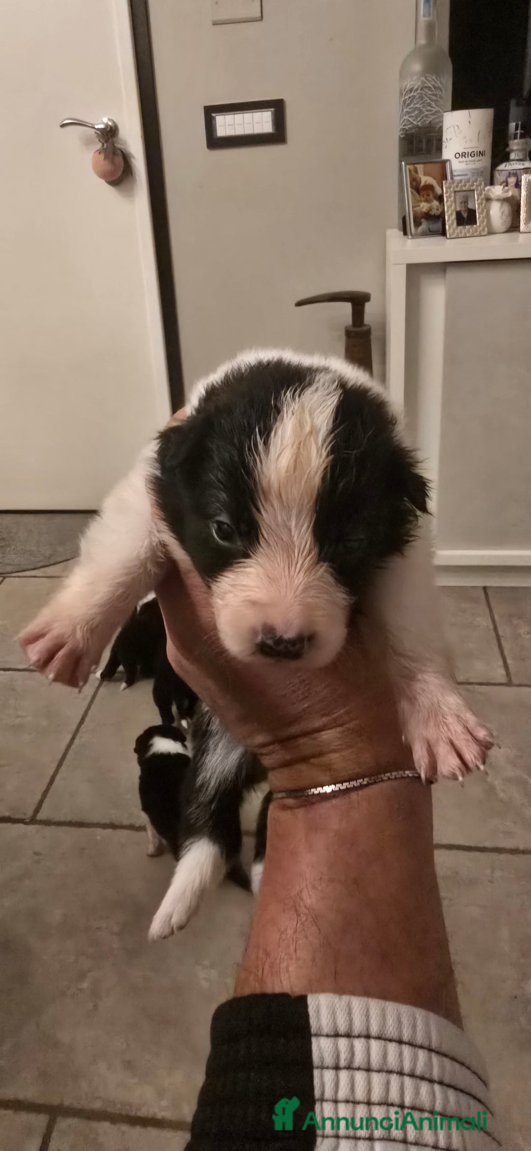 Border Collie cani in vendita: Cuccioli di border collie  - Annuncio 16