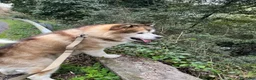 Alaskan Malamute cani per accoppiamento: Accoppiamento Alaskan Malamute con pedigree a Provincia di Rieti - Annuncio 3