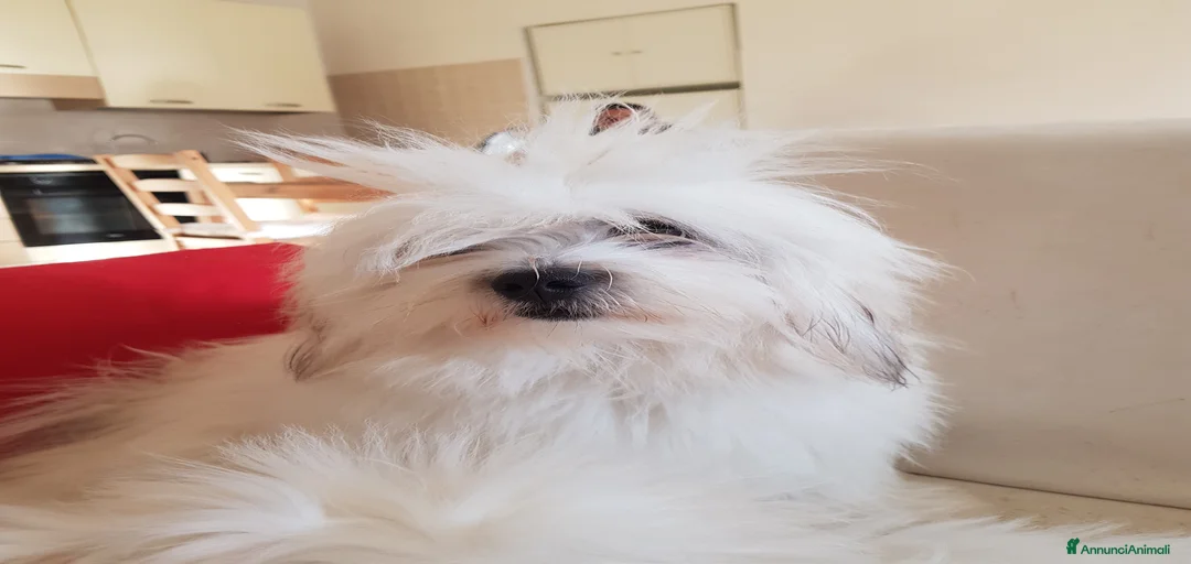 Immagine della galleria {{count}}