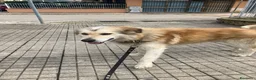 Meticcio cani in regalo: Cagnolino di taglia media  - Annuncio 1