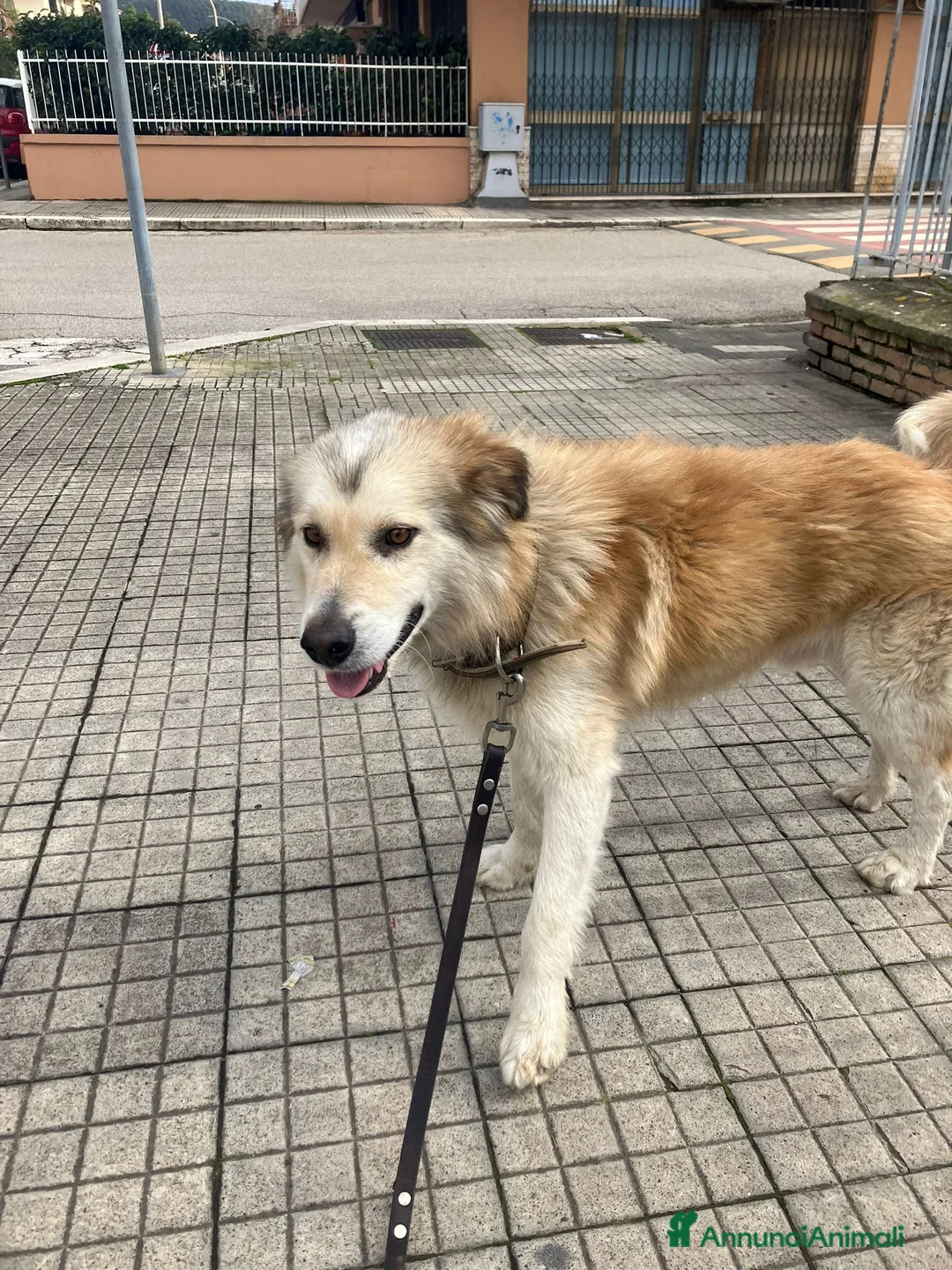 Meticcio cani in regalo: Cagnolino di taglia media  - Annuncio 1