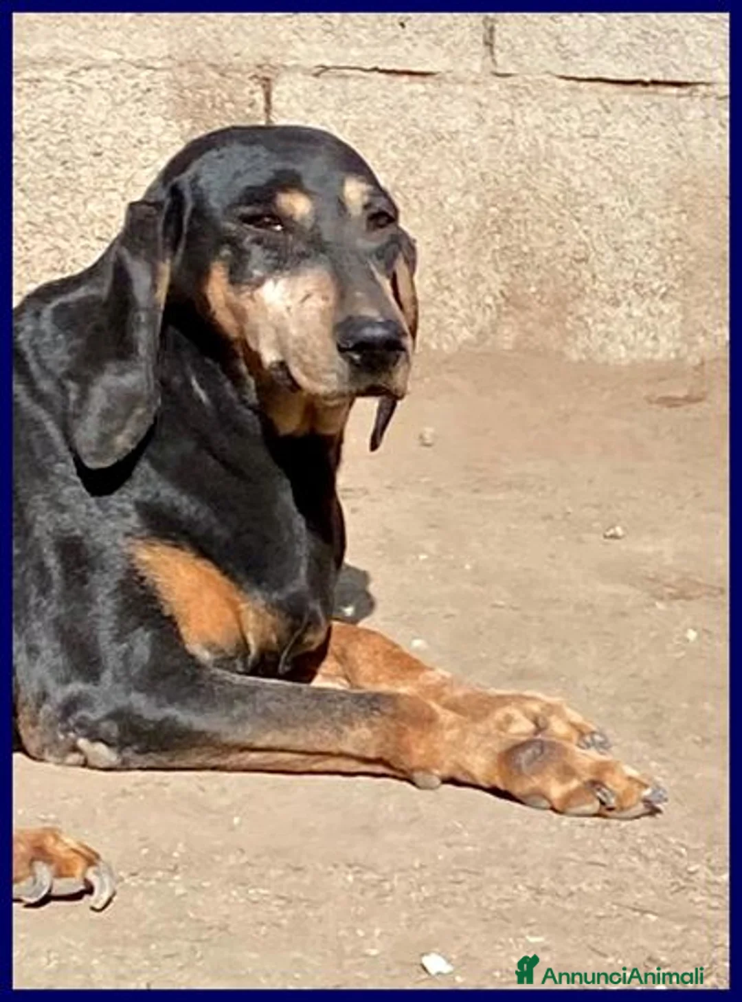 Meticcio cani in regalo: DAIMA tranquilla e buona - Annuncio 2