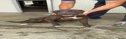 Pitbull cani in regalo: Pitt Bull originale  - Annuncio 2