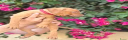 Pitbull cani in vendita: Pitbull alta genealogia  a Città metropolitana di Messina - Annuncio 3