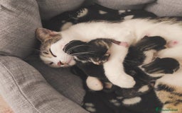 Europeo gatti in regalo: L'ULTIMO CUCCIOLO,TIMIDONE, CERCA CASINA - Immagine 6