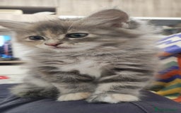 Norvegese gatti in vendita: Cuccioli di Norvegese delle foreste a Città metropolitana di Roma Capitale - Immagine 5