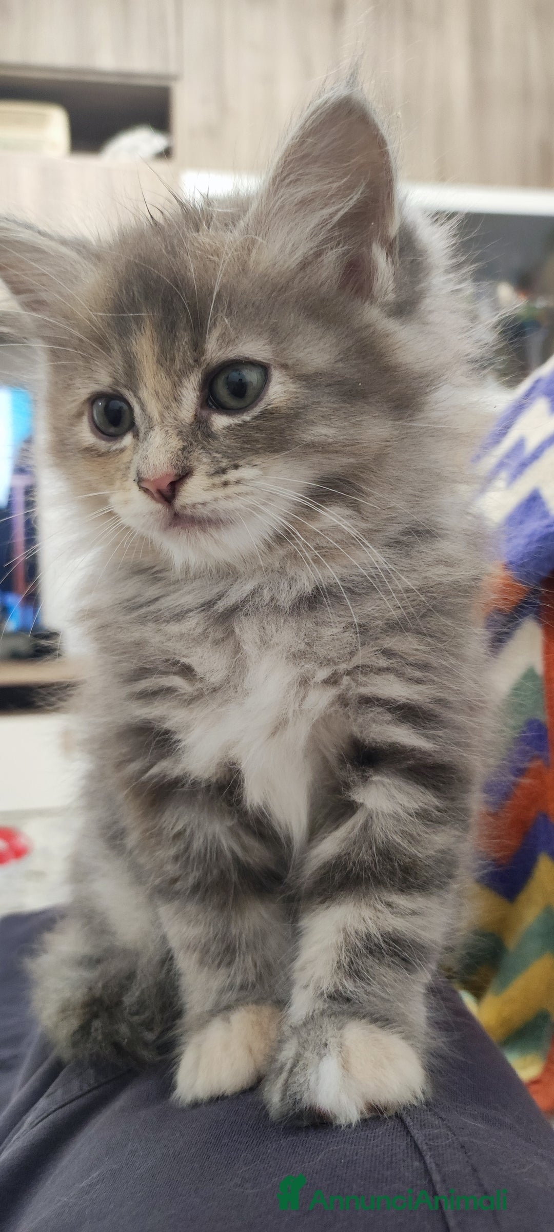 Norvegese gatti in vendita: Cuccioli di Norvegese delle foreste a Città metropolitana di Roma Capitale - Immagine 5