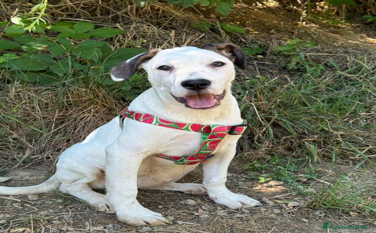 Dogo Argentino cani - Annuncio 3
