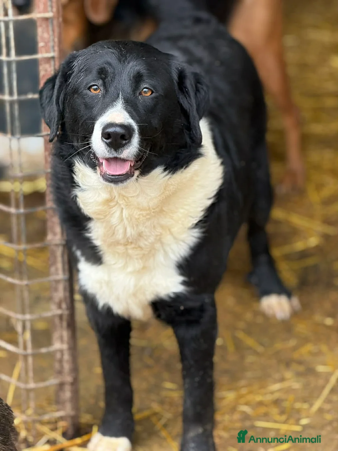 Meticcio cani in regalo: EMIRA, bellissima tenerona in cerca di amore! - Annuncio 7