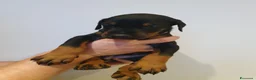 Dobermann cani in vendita: Cuccioli di Dobermann - Annuncio 26