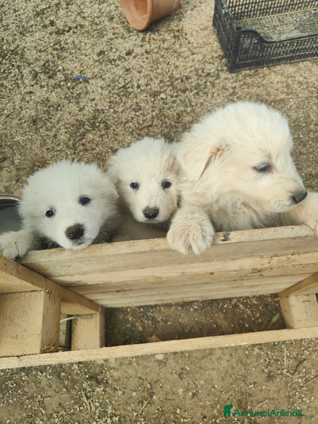 Pastore Maremmano cani in vendita: Maremmani  a Francavilla Fontana nati 30 dicembre - Annuncio 4