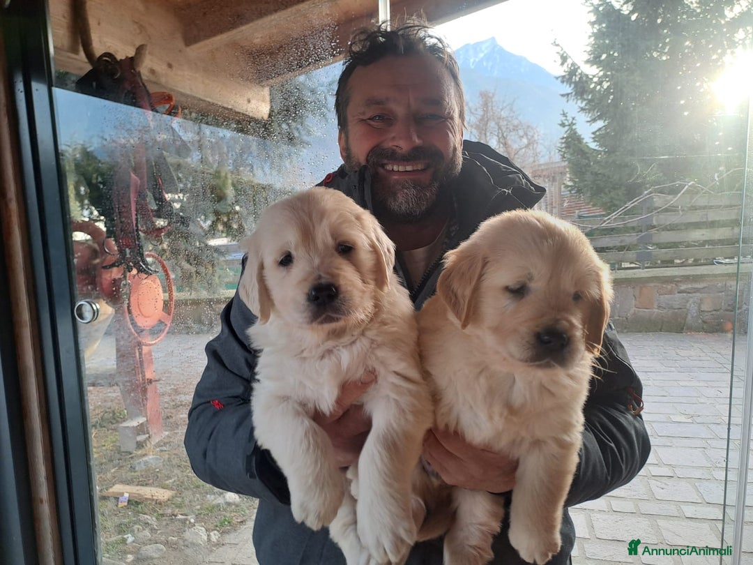 Golden Retriever cani in vendita: Golden retriever - Annuncio 1