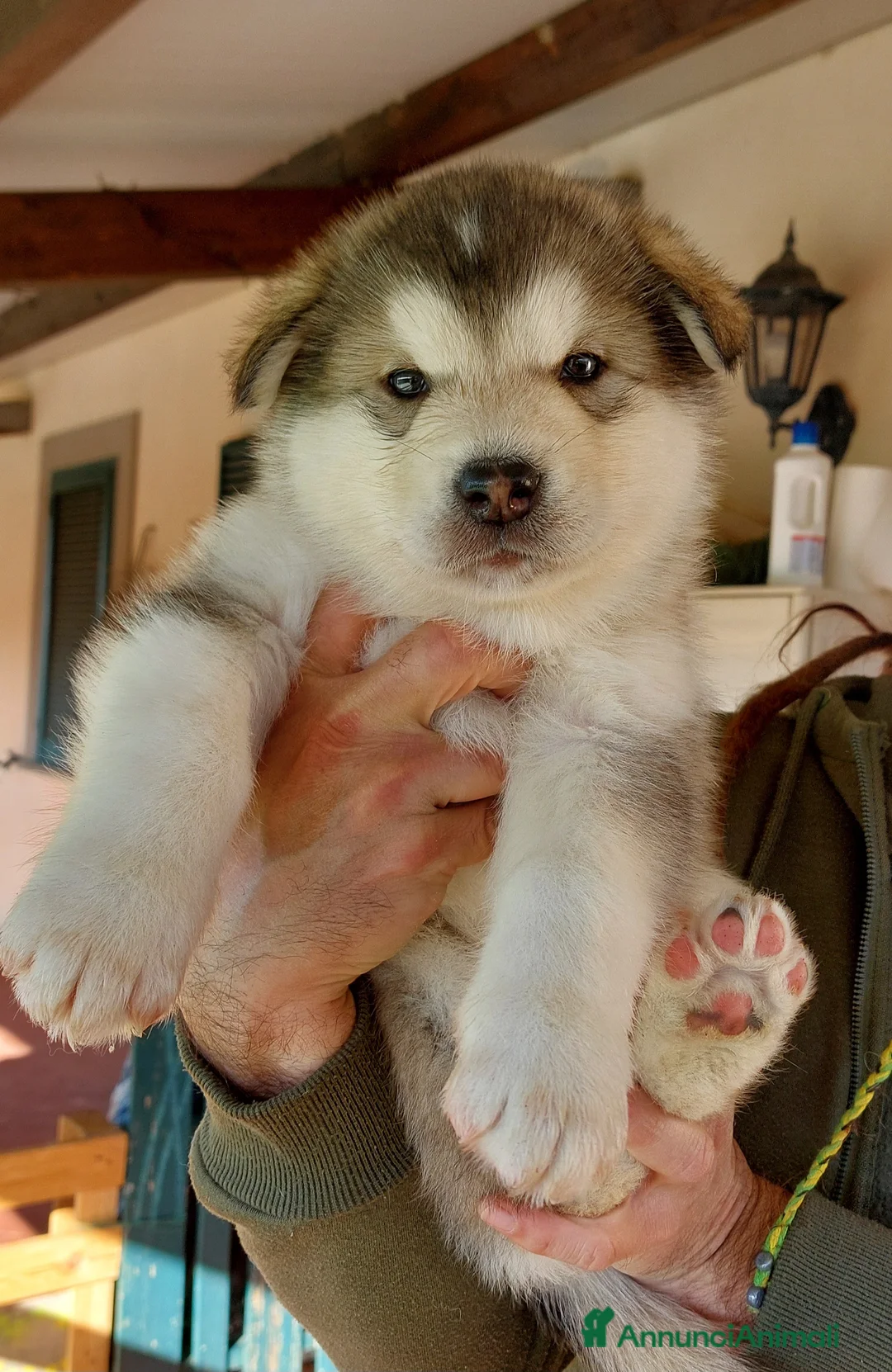Alaskan Malamute cani in vendita: ALASKAN MALAMUTE ALTA GENEALOGIA - Annuncio 11