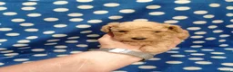 Barboncino cani in vendita: Barboncini nani cuccioli - Annuncio 10