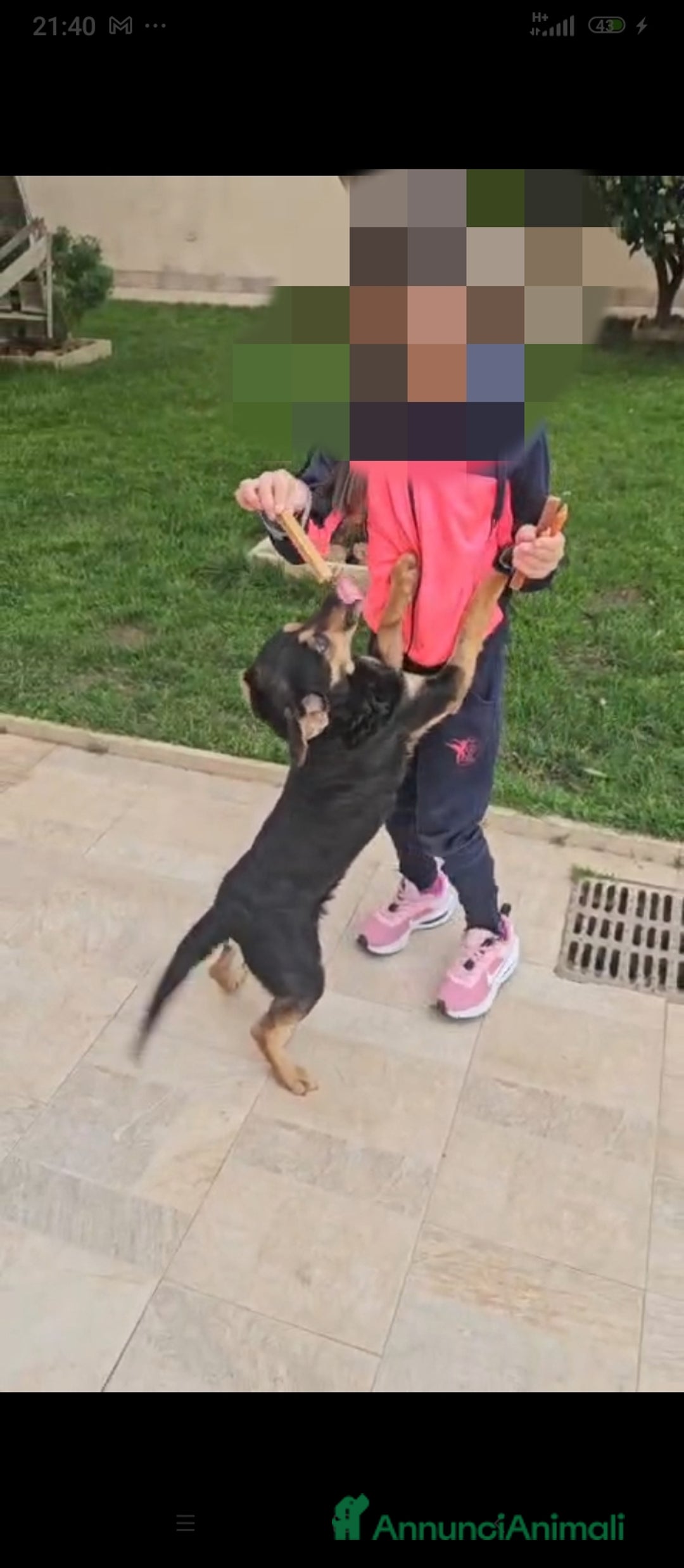 Meticcio cani in regalo: Ralph: taglia piccola socievole affettuoso  - Annuncio 3