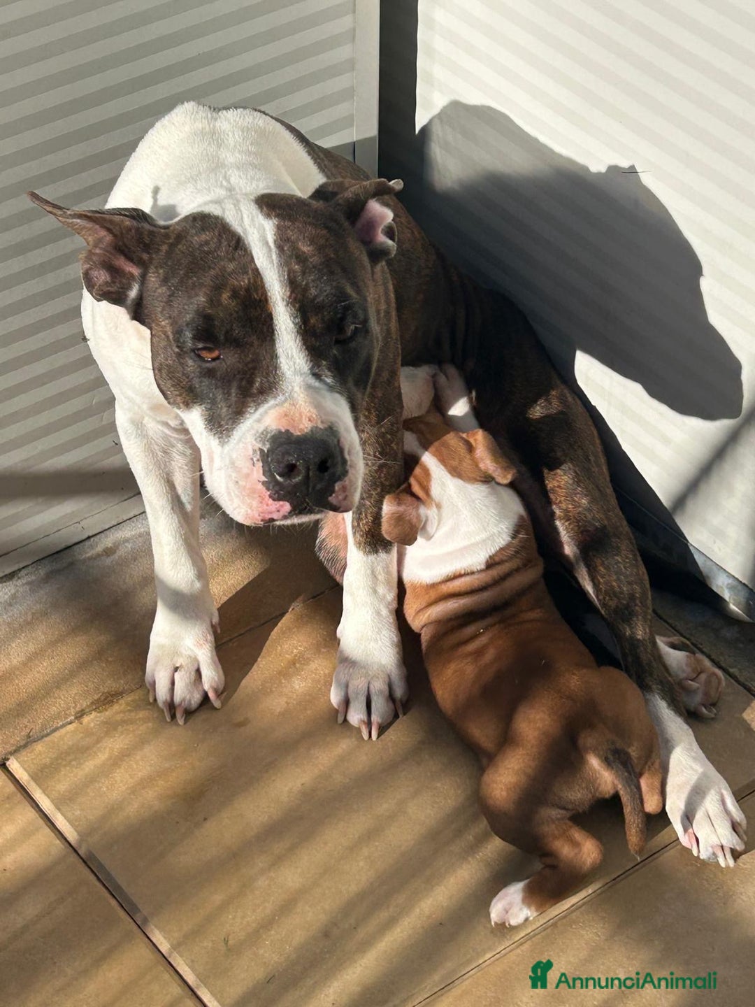 American Staffordshire cani in vendita: AMERICAN STAFFORDSHIRE TERRIER  - Annuncio 2