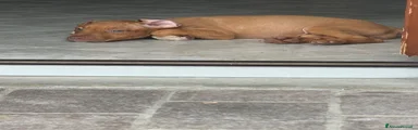 Pitbull 1