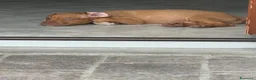 Pitbull cani in vendita: ULTIMA FEMMINA PITBULL UKC REDNOSE  - Annuncio 9