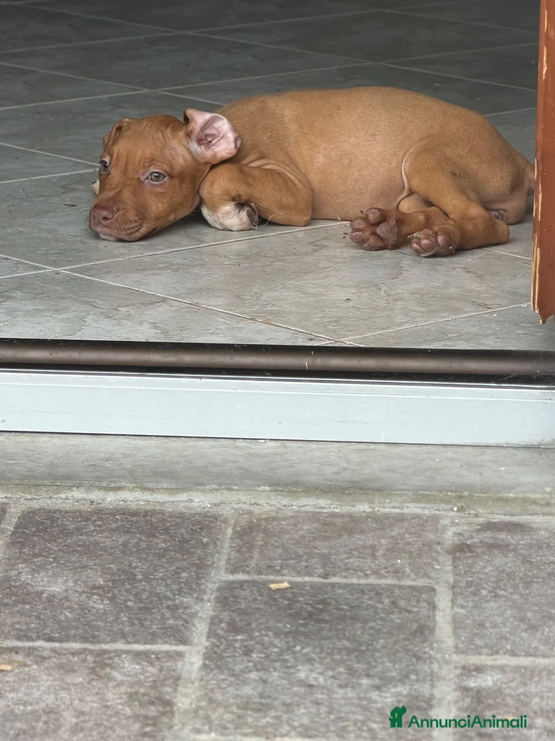 Pitbull cani in vendita: ULTIMA FEMMINA PITBULL UKC REDNOSE  - Annuncio 9