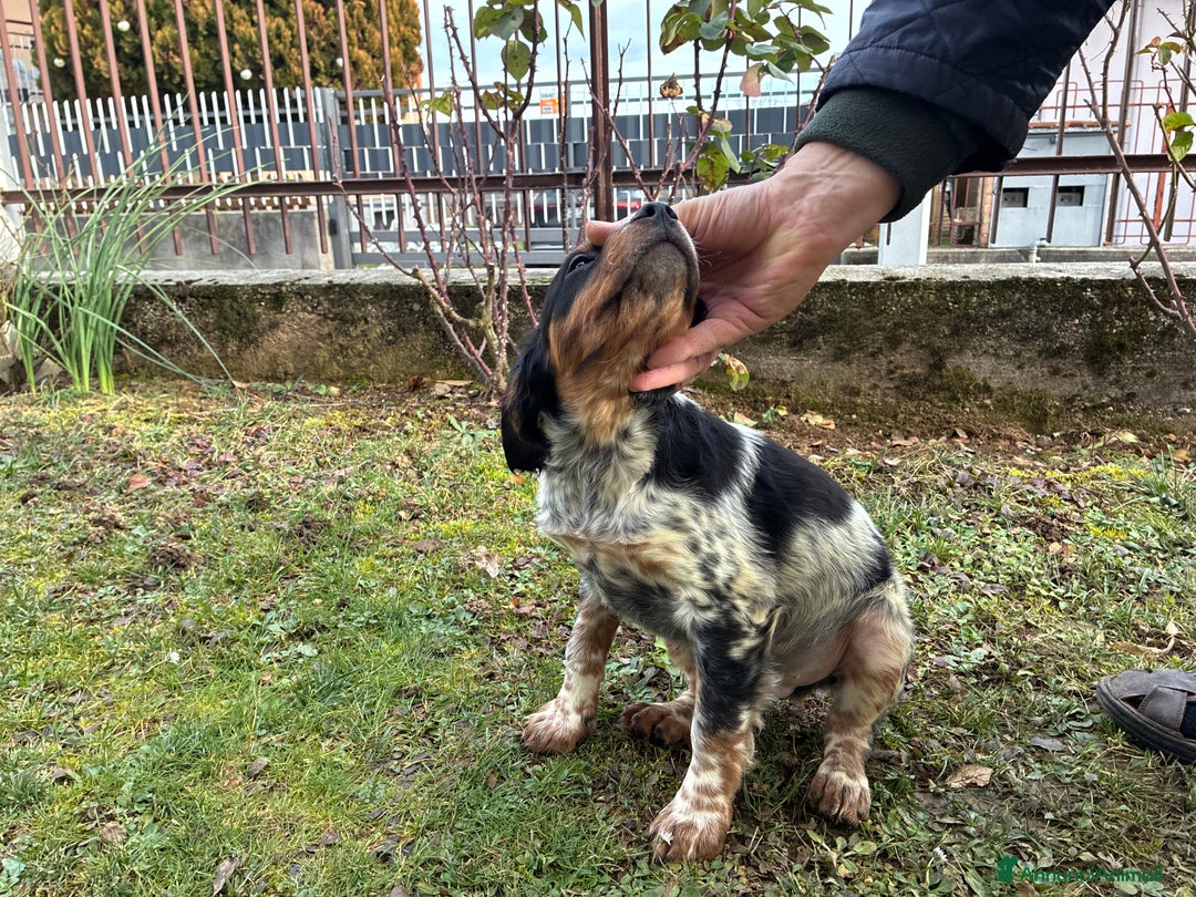 Breton cani in vendita: Disponibile cucciolo maschio di Épagneul Breton - Annuncio 5