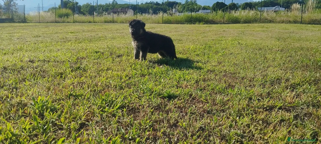 Pastore Tedesco cani in vendita: Pastore tedesco  - Annuncio 2
