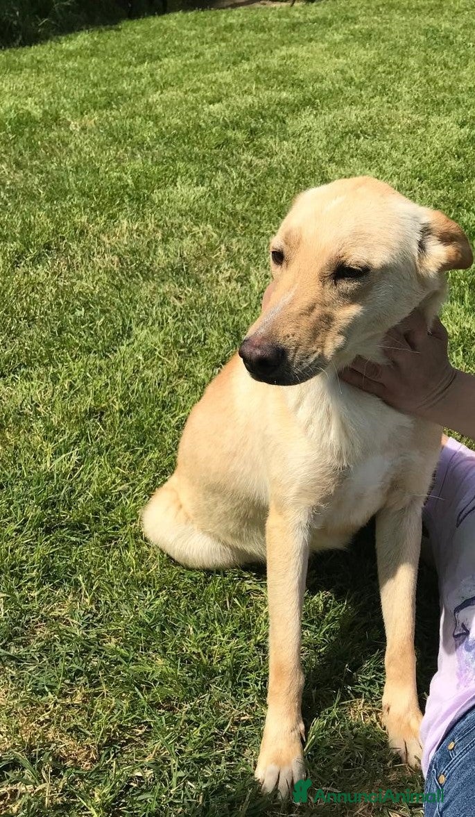 Meticcio cani Marina la meticcetta bionda in adozione a Provincia di Latina - Annuncio 42