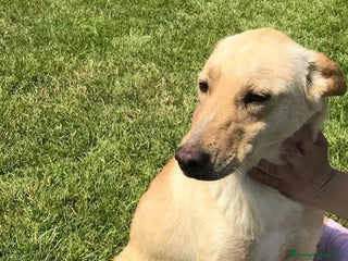 Meticcio cani Marina la meticcetta bionda in adozione a Provincia di Latina - Annuncio 22