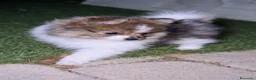 Spitz cani in vendita: Spitz di Pomerania  - Annuncio 2