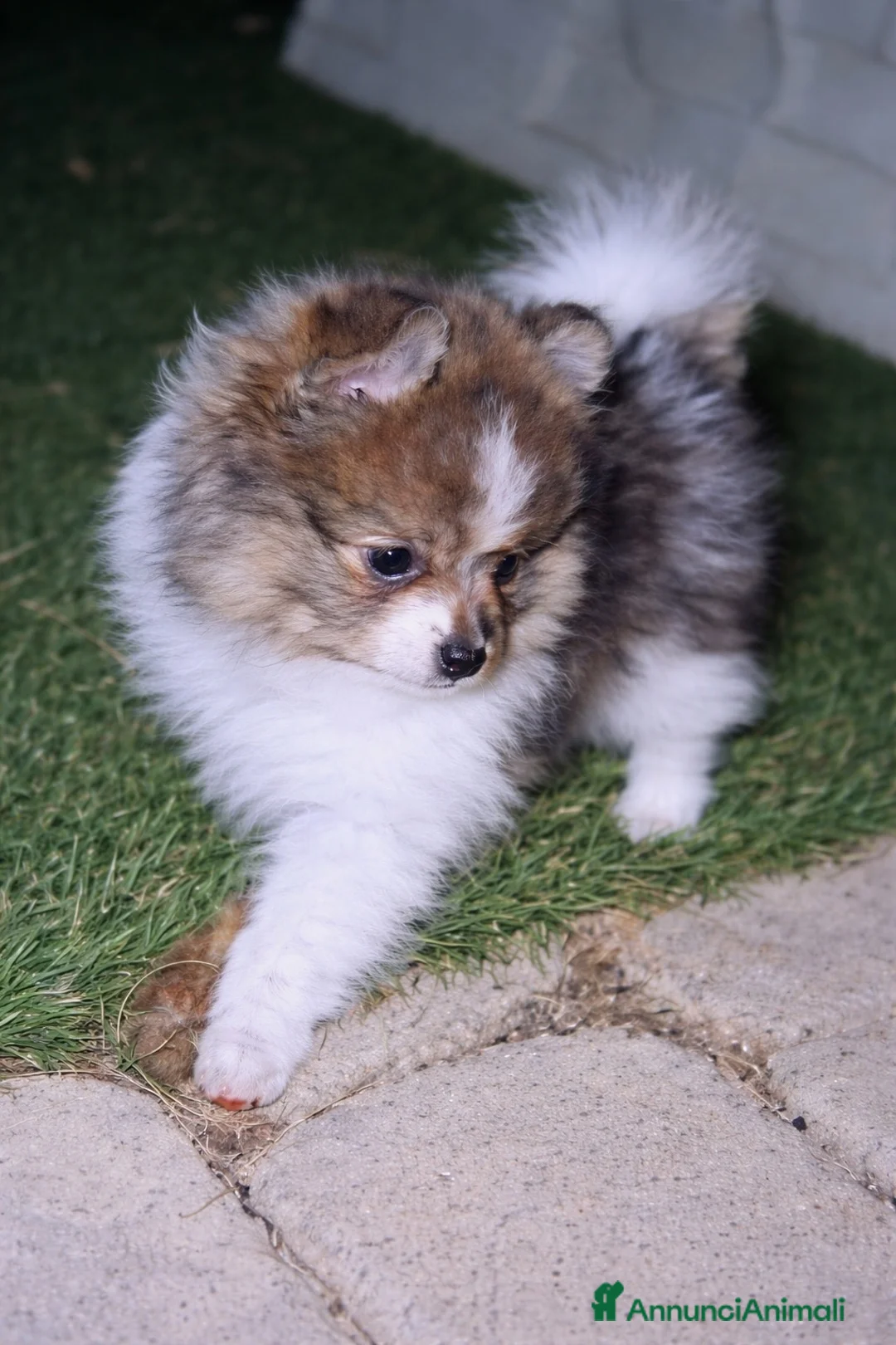 Spitz cani in vendita: Spitz di Pomerania  - Annuncio 2
