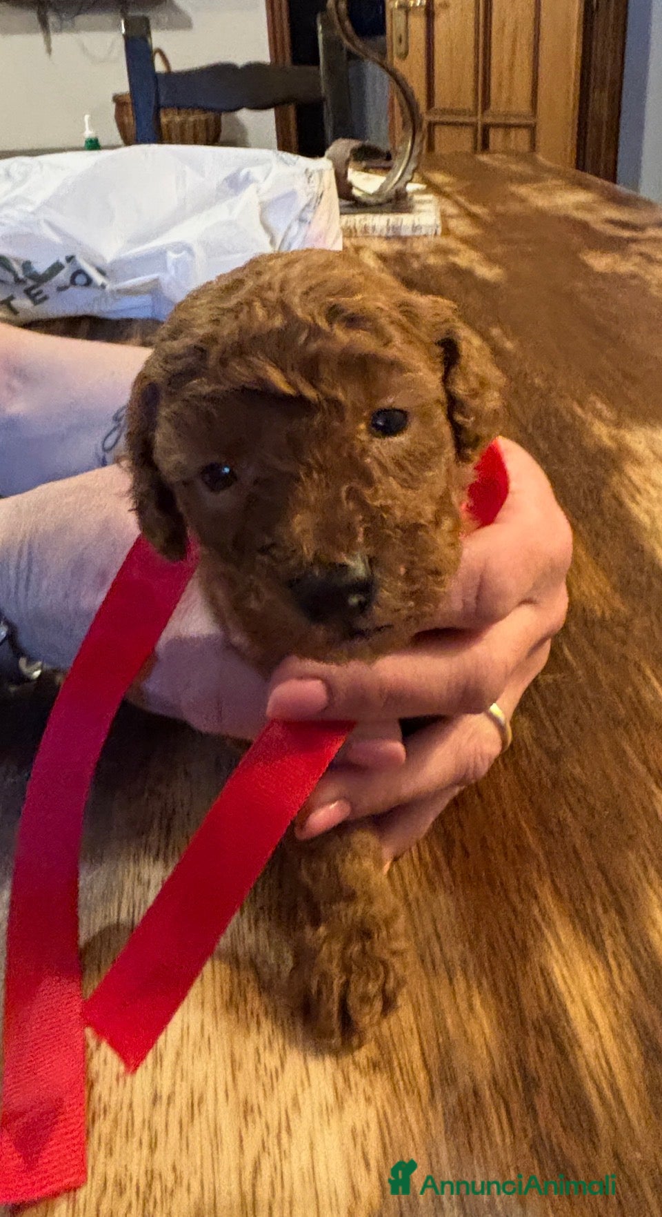 Barboncino cani Barboncino nano Red - Annuncio 1