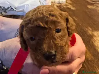 Barboncino cani Barboncino nano Red - Annuncio 1