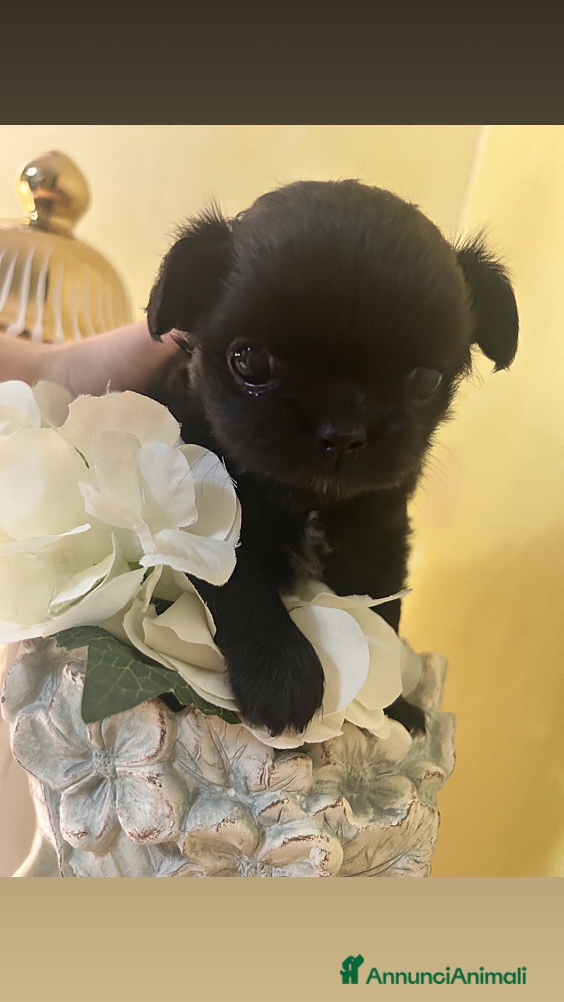 Chihuahua cani Chihuahua femmina - Annuncio 1