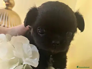 Chihuahua cani Chihuahua femmina - Annuncio 1