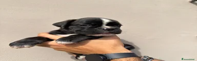 Boxer 1