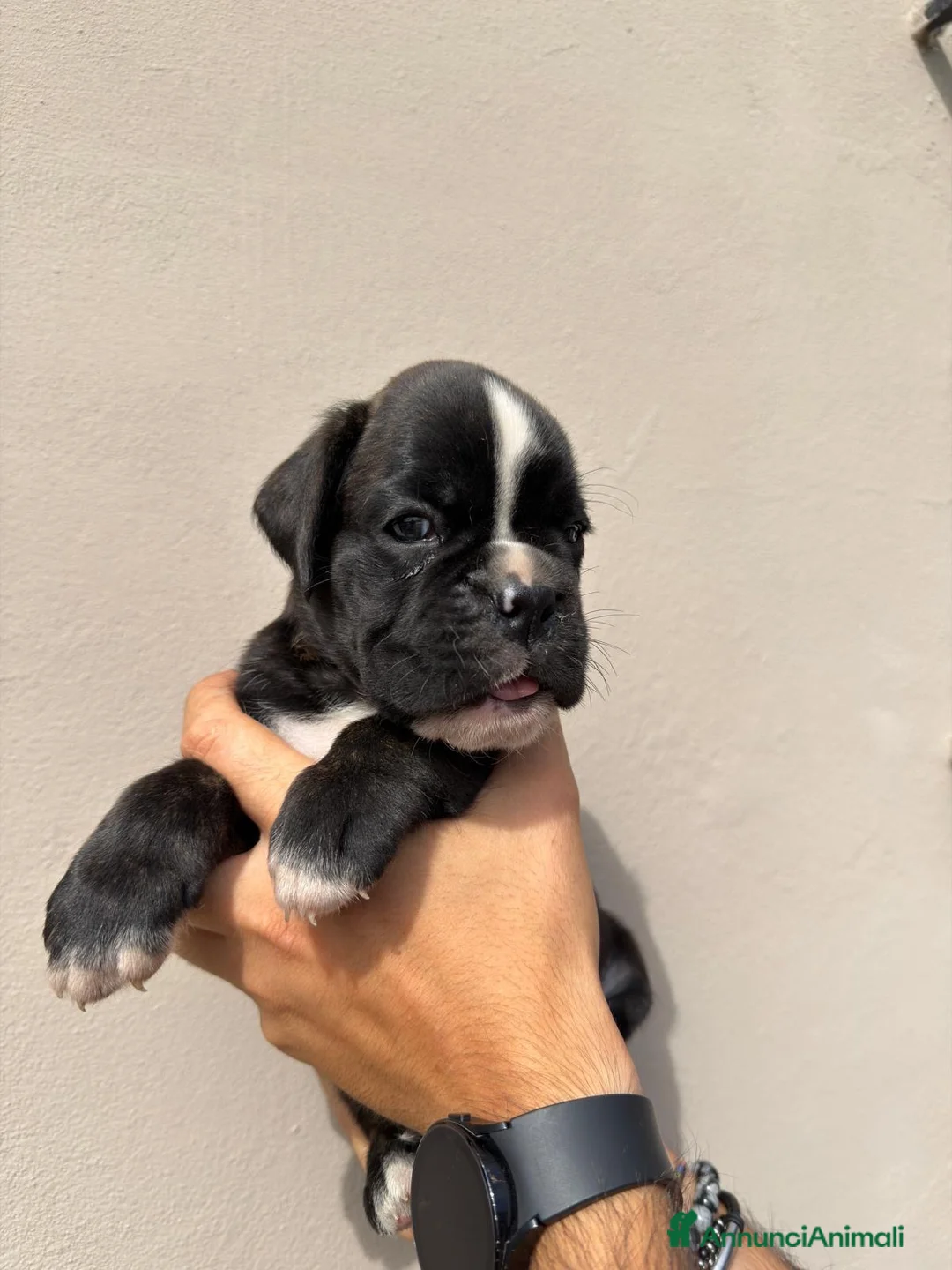 Boxer cani in vendita: Boxer - Annuncio 2