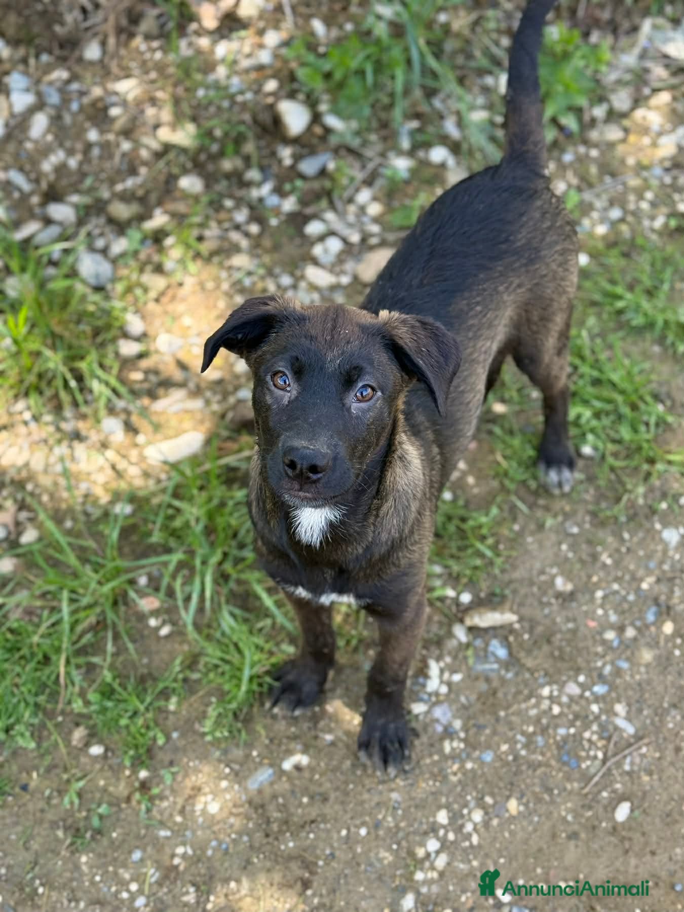 Meticcio cani in regalo: SILVER & STEEL, cuccioli dal manto argenteo!  - Annuncio 5