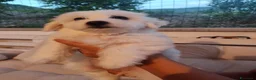 Maltese cani in vendita: Gubbio Rimaste 3 maltesi femmine  a Provincia di Perugia - Annuncio 10