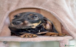 Bassotto cani in vendita: Cuccioli maschi bassotto  a Città Metropolitana di Torino - Immagine 3