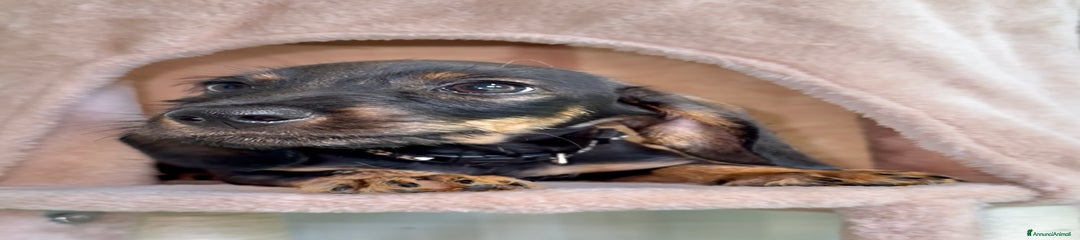 Bassotto Cucciolo 3