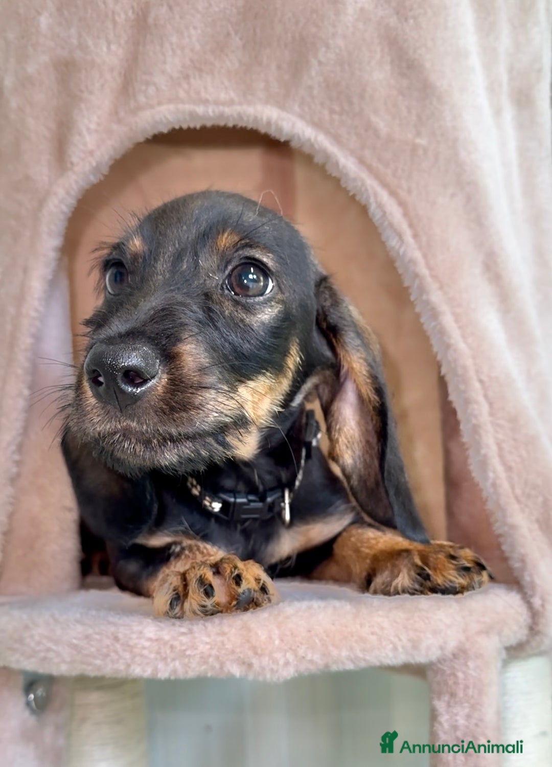 Bassotto cani in vendita: Cuccioli maschi bassotto  a Città Metropolitana di Torino - Immagine 3