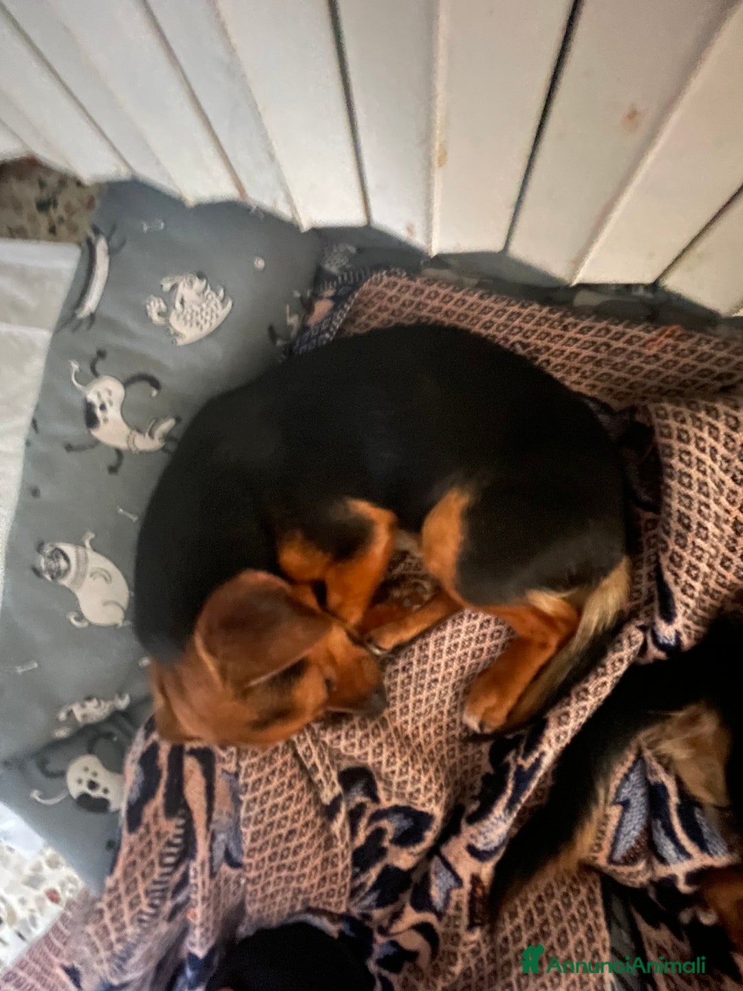 Jagdterrier cani in vendita: Vendo due cuccioli fratelli  - Annuncio 10