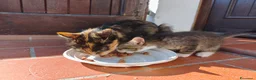 Europeo gatti in regalo: GRIGINO E NERISSIMO - Annuncio 6