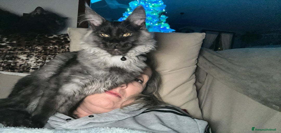 Immagine della galleria {{count}}