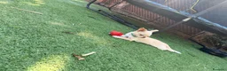 Chihuahua cani in vendita: Vendesi a Città Metropolitana di Torino - Annuncio 7