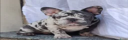 Bulldog Francese cani in vendita: Bulldog francese big rope  - Annuncio 2