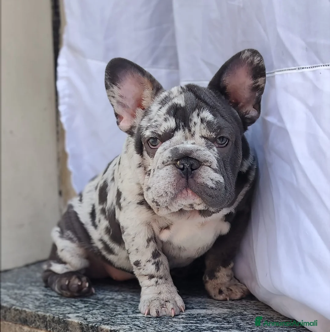 Bulldog Francese cani in vendita: Bulldog francese big rope  - Annuncio 2