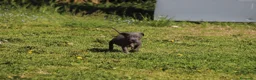 Pitbull cani in vendita: Cuccioli Pit Bull con pedigree anche a rate - Annuncio 20